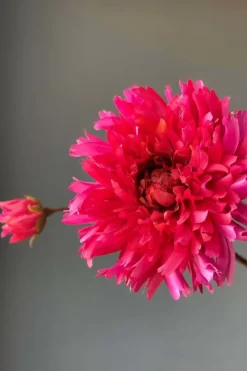 Pip Studio Kunstliche Blumen|Pip Kunstliche Blumen Fall Beauty